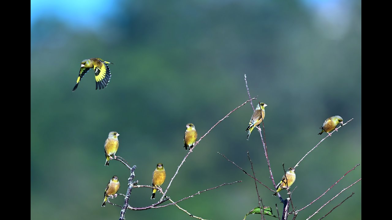 金翅雀覓食記The Goldfinches’ Foraging Story