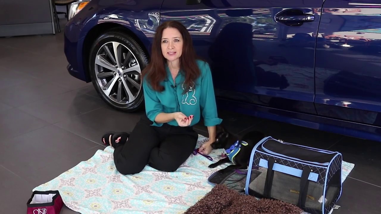 Pet Travel Safety: Preparing Your Pet for a Ride