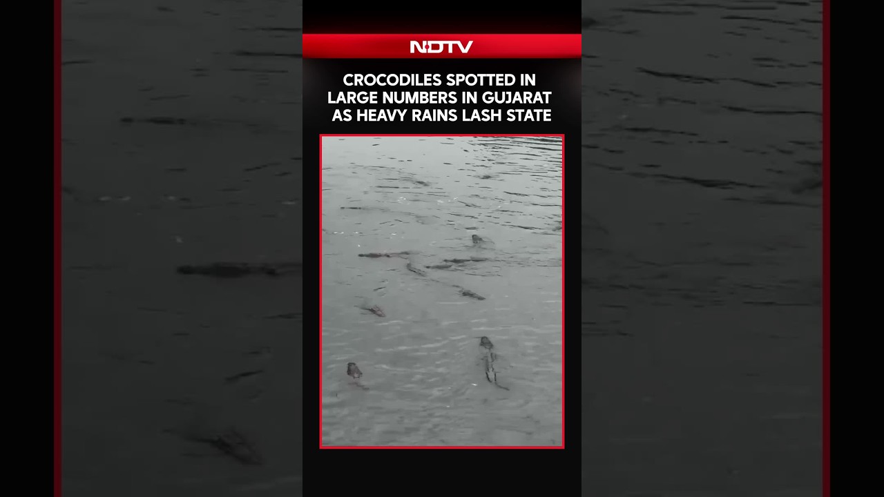 Crocodiles Emerge Across Gujarat As Heavy Rains Trigger Flooding | Shocking Visuals