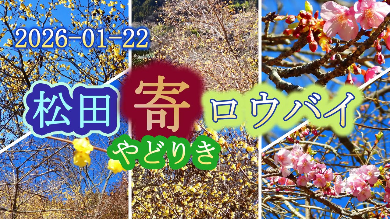 2026-01-22 松田寄（やどりき）蝋梅