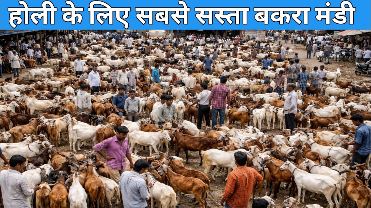होली के लिए बिलासपुर बकरा मंडी मे सस्ते में बकरे बकरी देखिये पूरा विडिओ #bilaspurbakramandi  #goat 