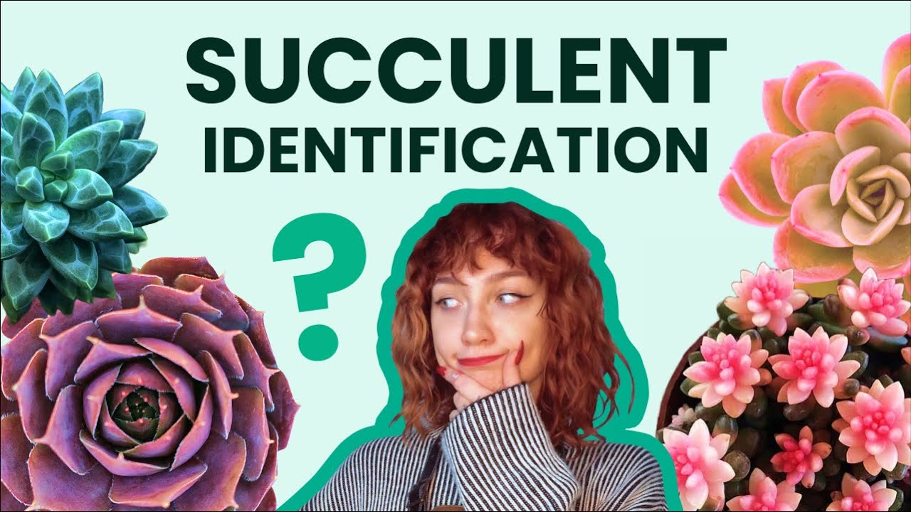 Succulent Identification 🔎 How t​​o Identify | Types, Names with Pictures