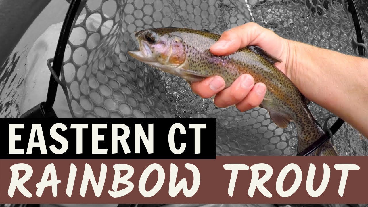 Connecticut Trout Tour, Part II: Hop River (Cool Find!)