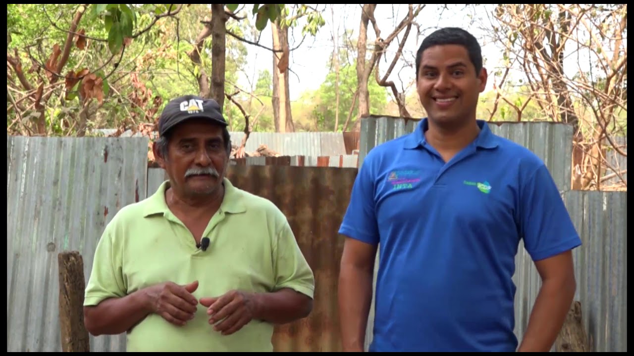 Experiencias en crianza de iguanas