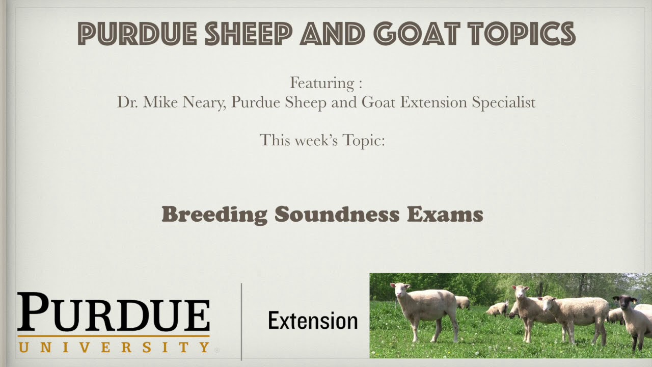 #7-Breeding Soundness Exam for Rams and Bucks