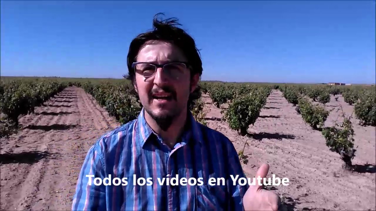 La Floración de la Vid