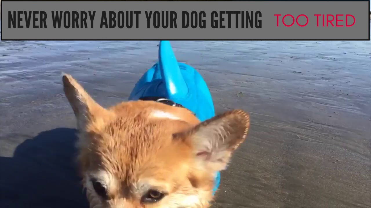 FUNNY Dog Sharkfin Lifevest!