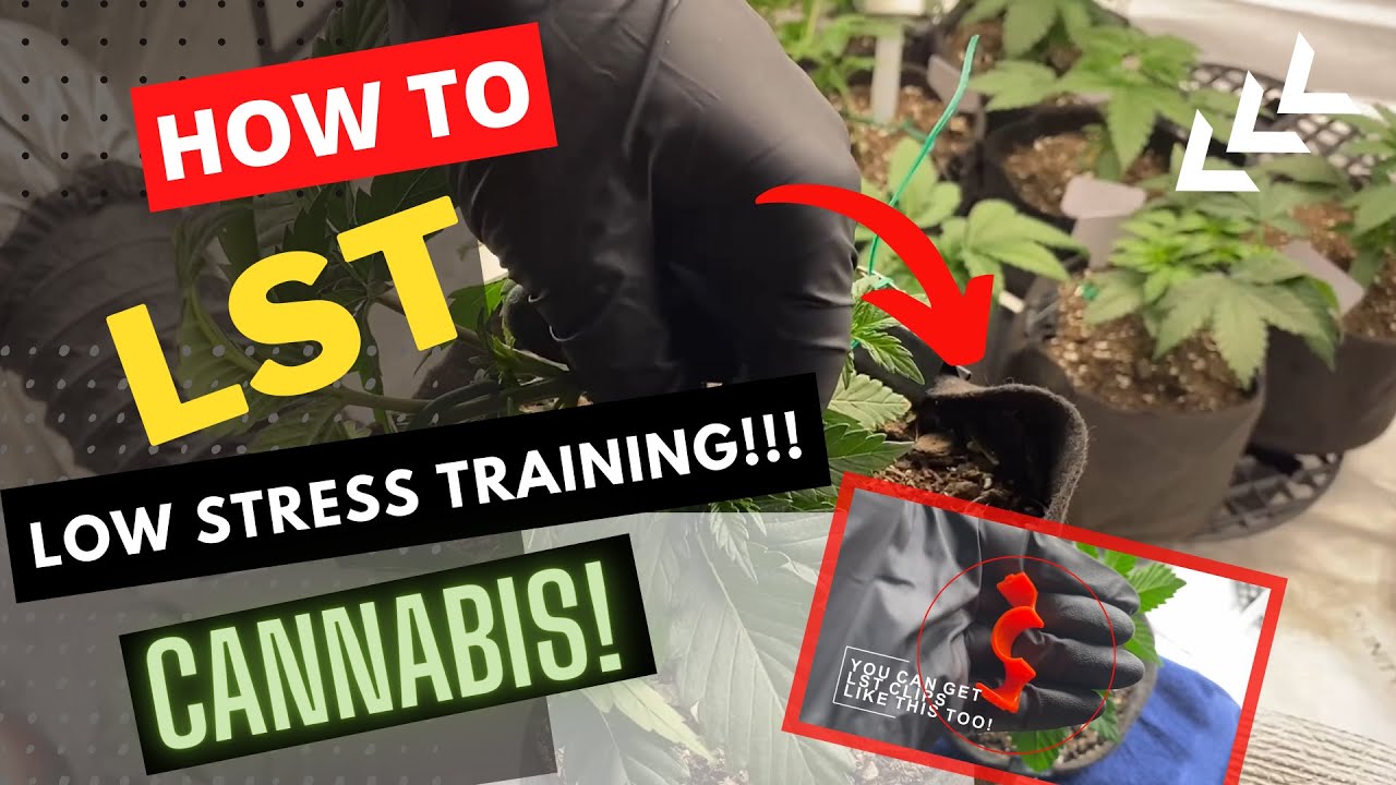 How to LST your Cannabis Plants!!   (Low Stress Training)