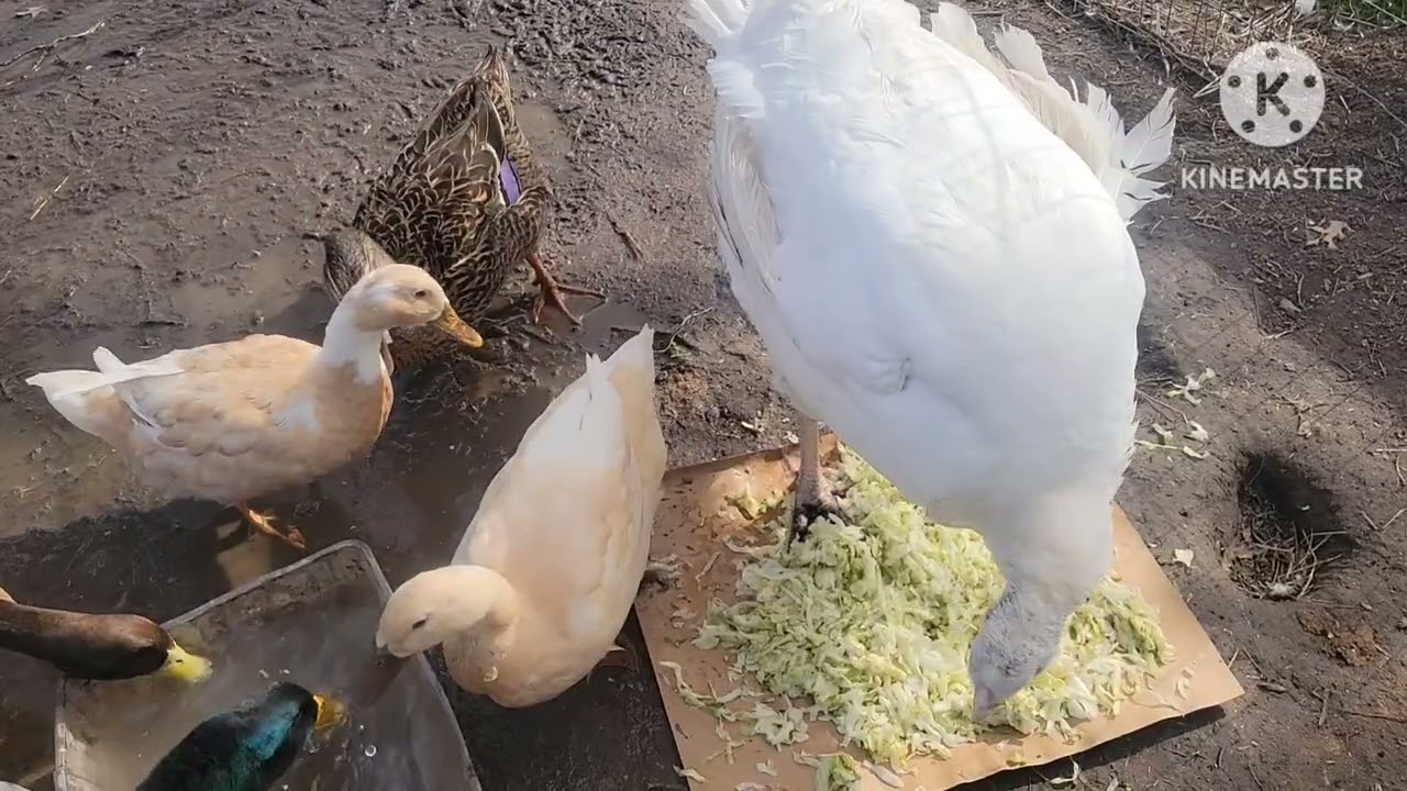 Feeding chop lettuce vegetable. @Wide Open Transit Farm 