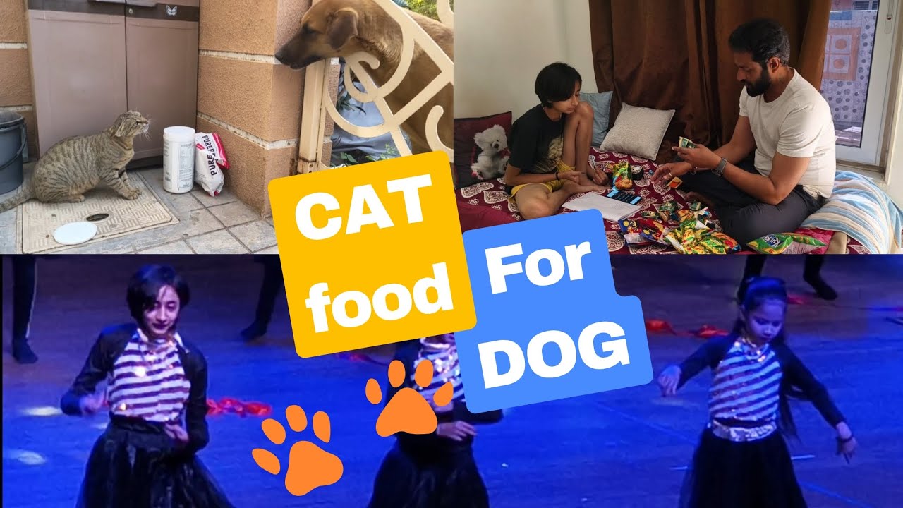 Cat Food For Dog..