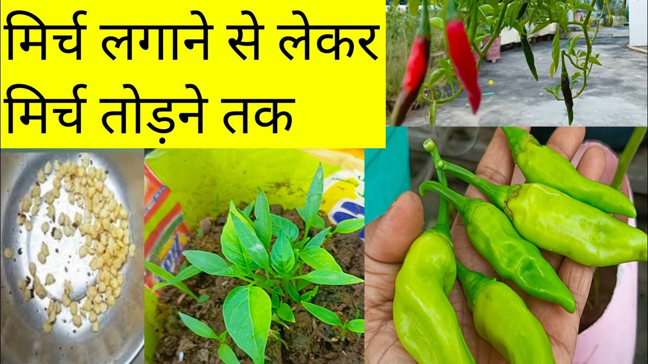 फ्री में मिर्च का पौधा कैसे उगाएं खाद एवं कीटनाशक🔴 HOW TO GROW CHILLI PLANT AT HOME IN A CONTAINER 