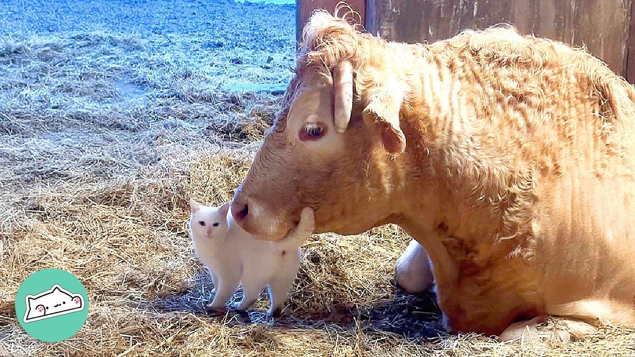 1500lbs Cow Is The Biggest Baby | Cuddle Buddies