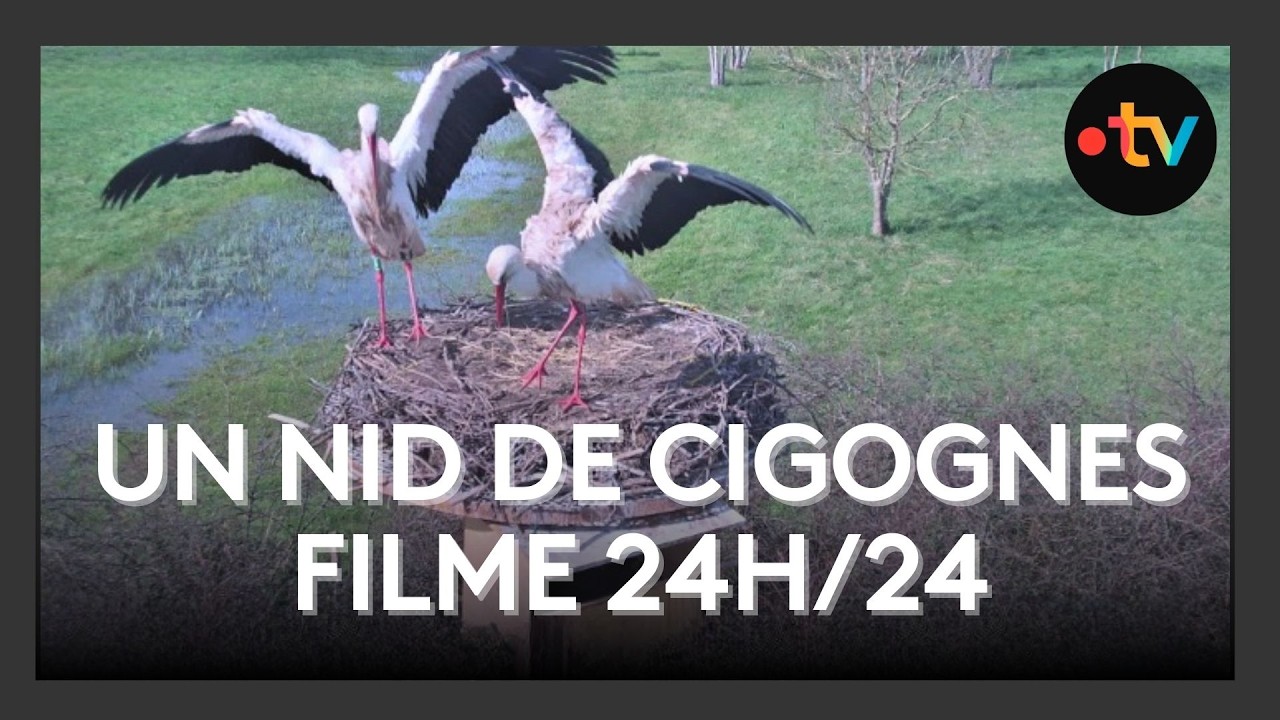 Un nid de cigognes filmé 24h/24