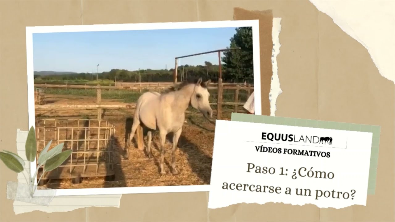 Domar un potro (Paso 1)
