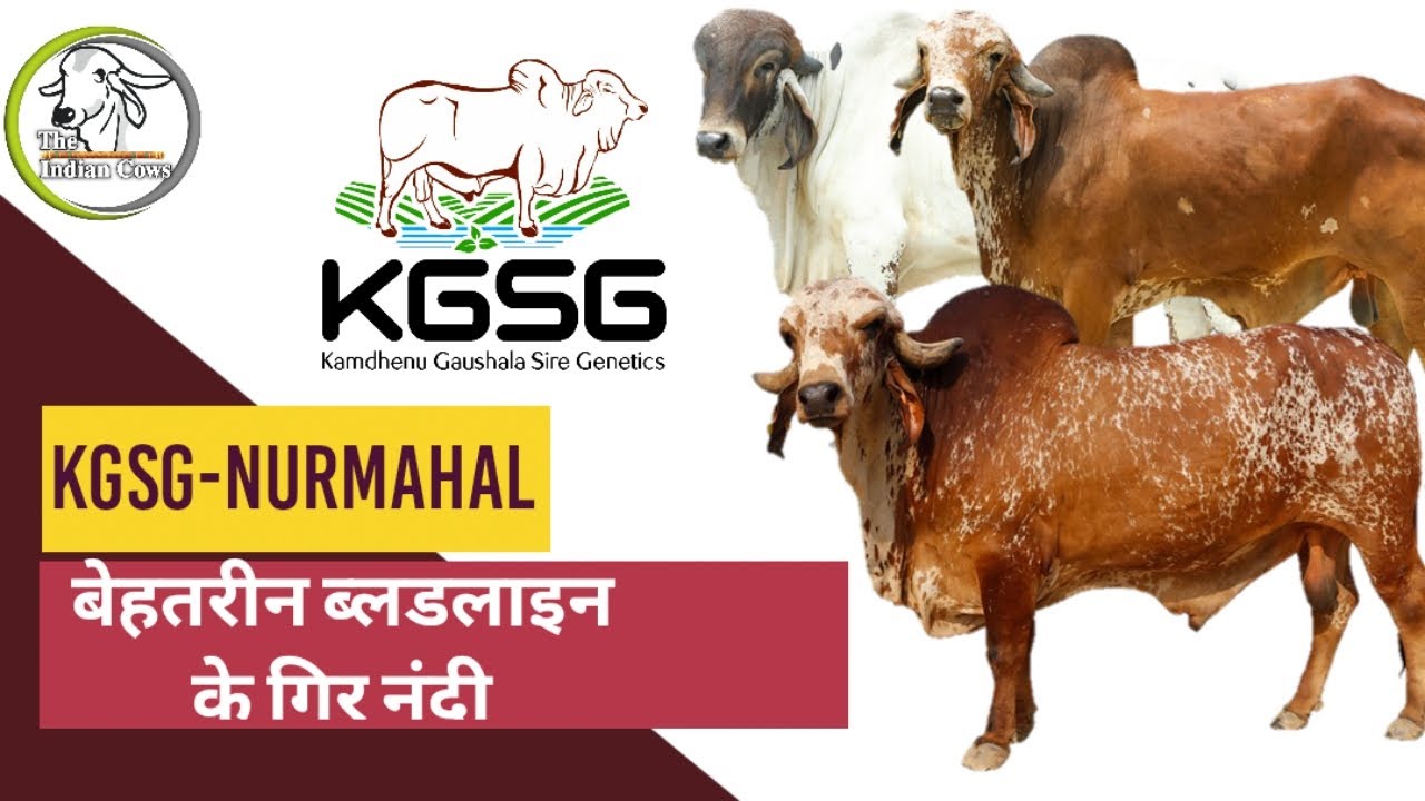 K.G.S.G के बेहतरीन ब्लडलाइन के गिर नंदी।KGSG NURMAHAL TOP GIR BULLS✨💖