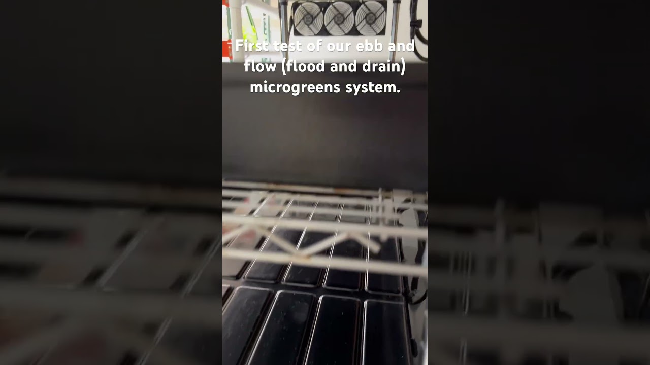 The first test of our Ebb and Flow micro greens system! #microgreens #ebbandflow #hydroponics