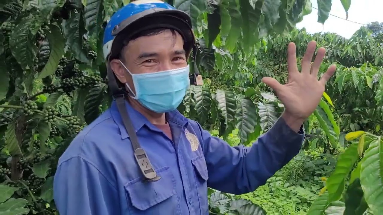 Rivew lại vườn cà phê TRS1, 28 tháng tuổi. Dự đoán 5 tấn nhân /ha, Gặp chủ vườn chia sẻ kinh nghiệm 