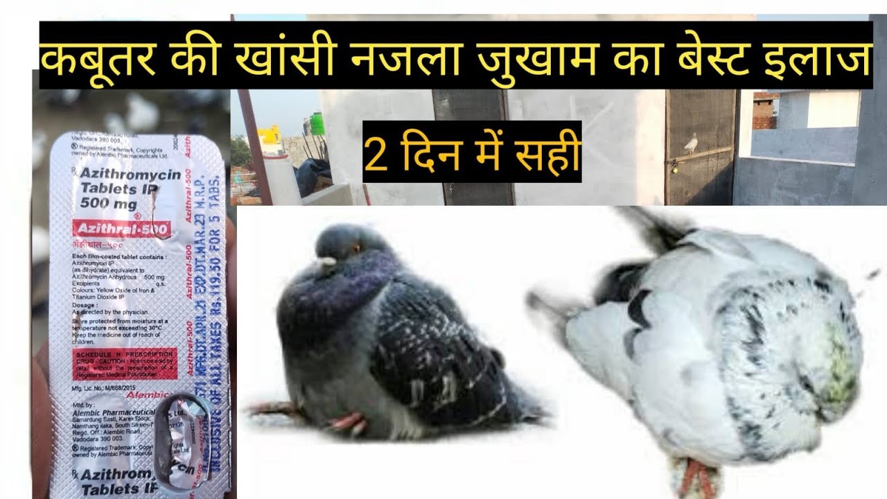 कबूतर की सर्दी खांसी नजला जुखाम का बेस्ट इलाज | kabutar ke jukam ka ilaj