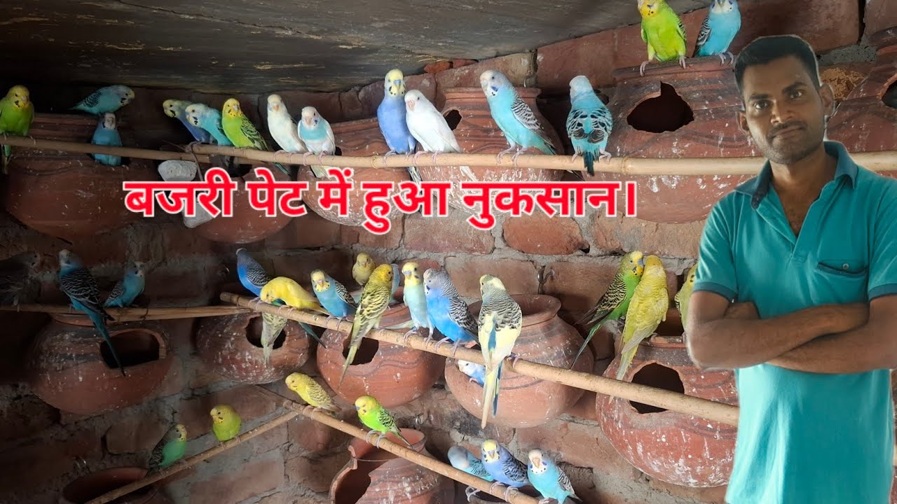 बजरी पेट में हुआ नुकसान | Indian green parrot |budgies parrot Colony | sirsa | parrot Colony update