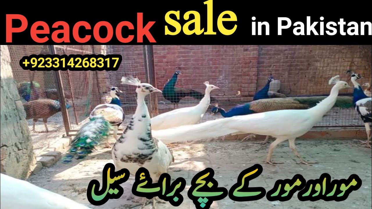 03314268317 peacock for sale | mor ke bachhe | peacock hatching eggs | green java breeder peacock