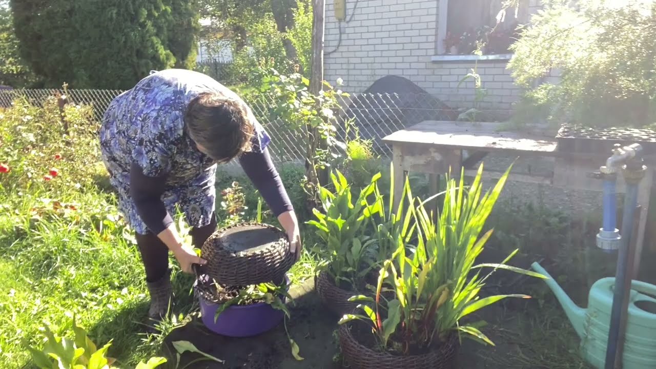 A Quiet Goodbye to Summer: Preparing Garden Callas for Winter