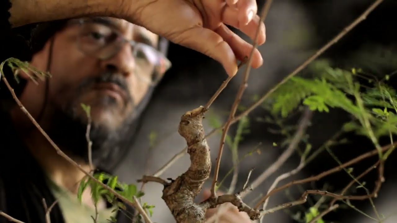 Valentine - Galhos de Sacrifício e poda de raízes/ sekijoju (Leucaena leucocephala) vídeo 8
