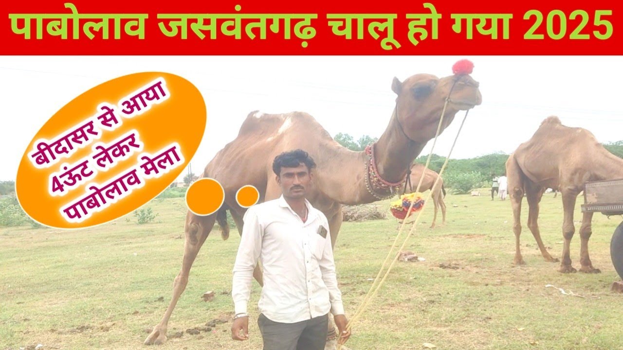 पाबोलाव पशु मेला जसवंतगढ़ चालू 2025 लाडनूं राजस्थान ऊंट आए Camel mela हनुमान पशु मेला 