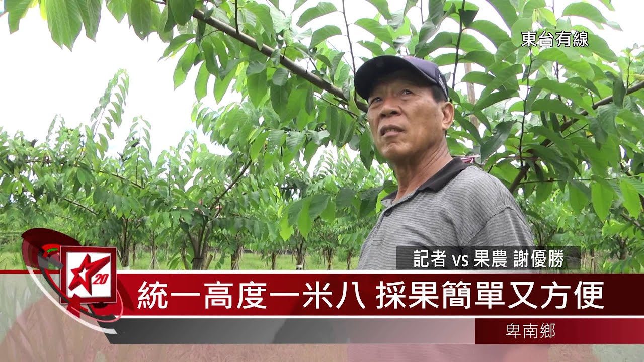 20150718 釋迦種植系統化 採收方便又遮蔭