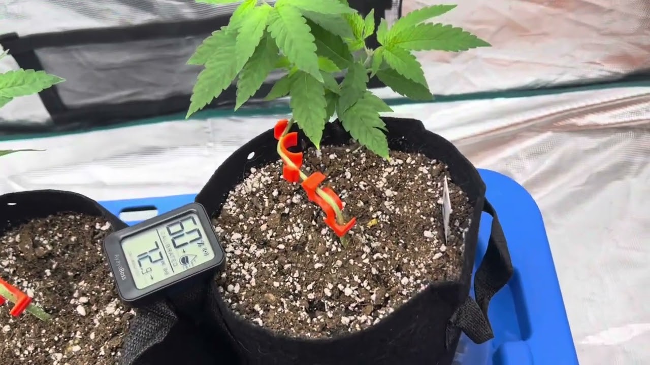 Mars Hydro 5 X 5 Tent AC Infinity ION FRAME EVO 10