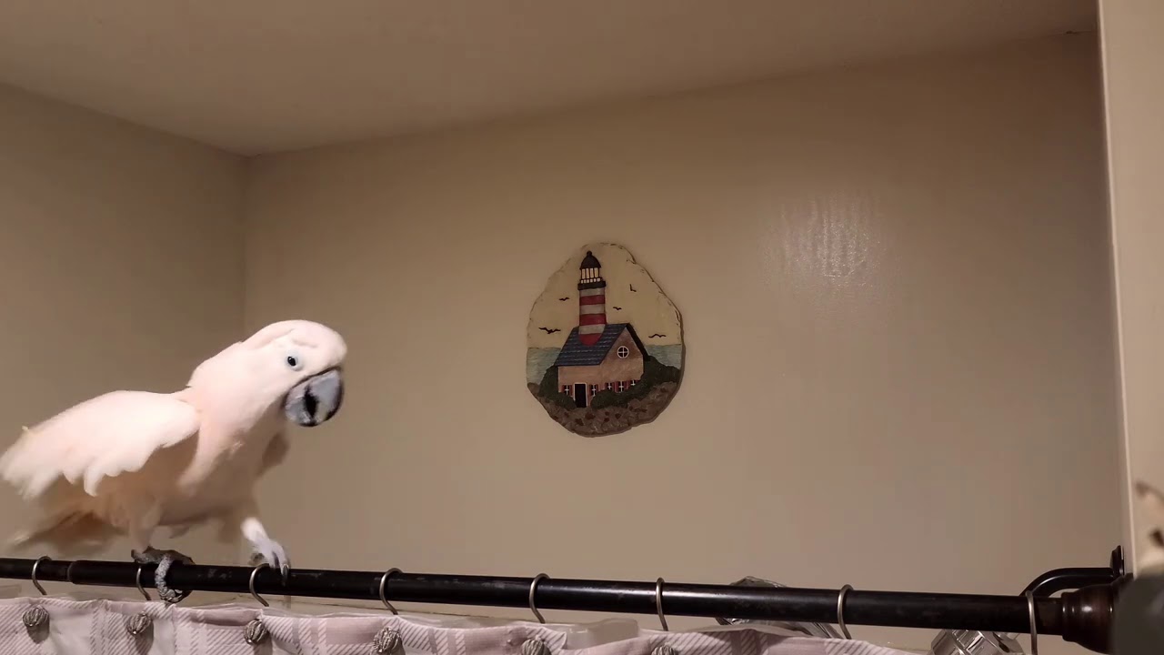 There's No Privacy With A Cockatoo