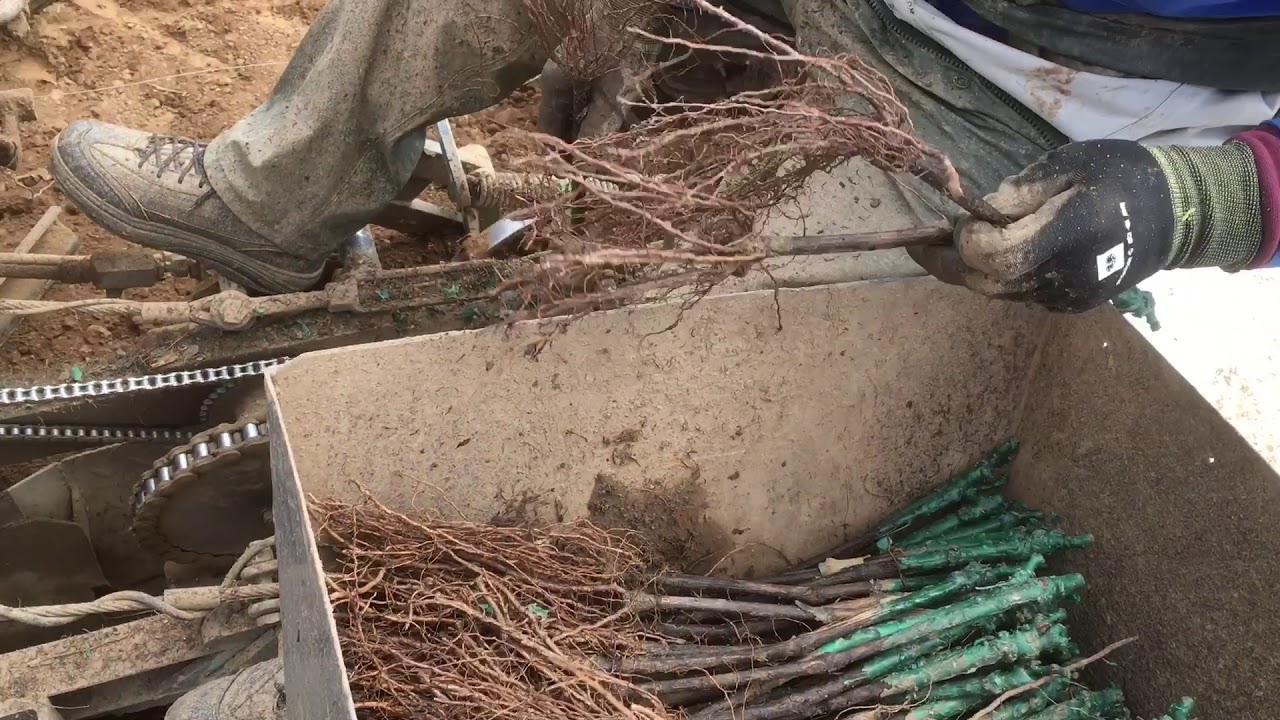 Reben Pflanzen mit GPS Kettenpflanzsystem
