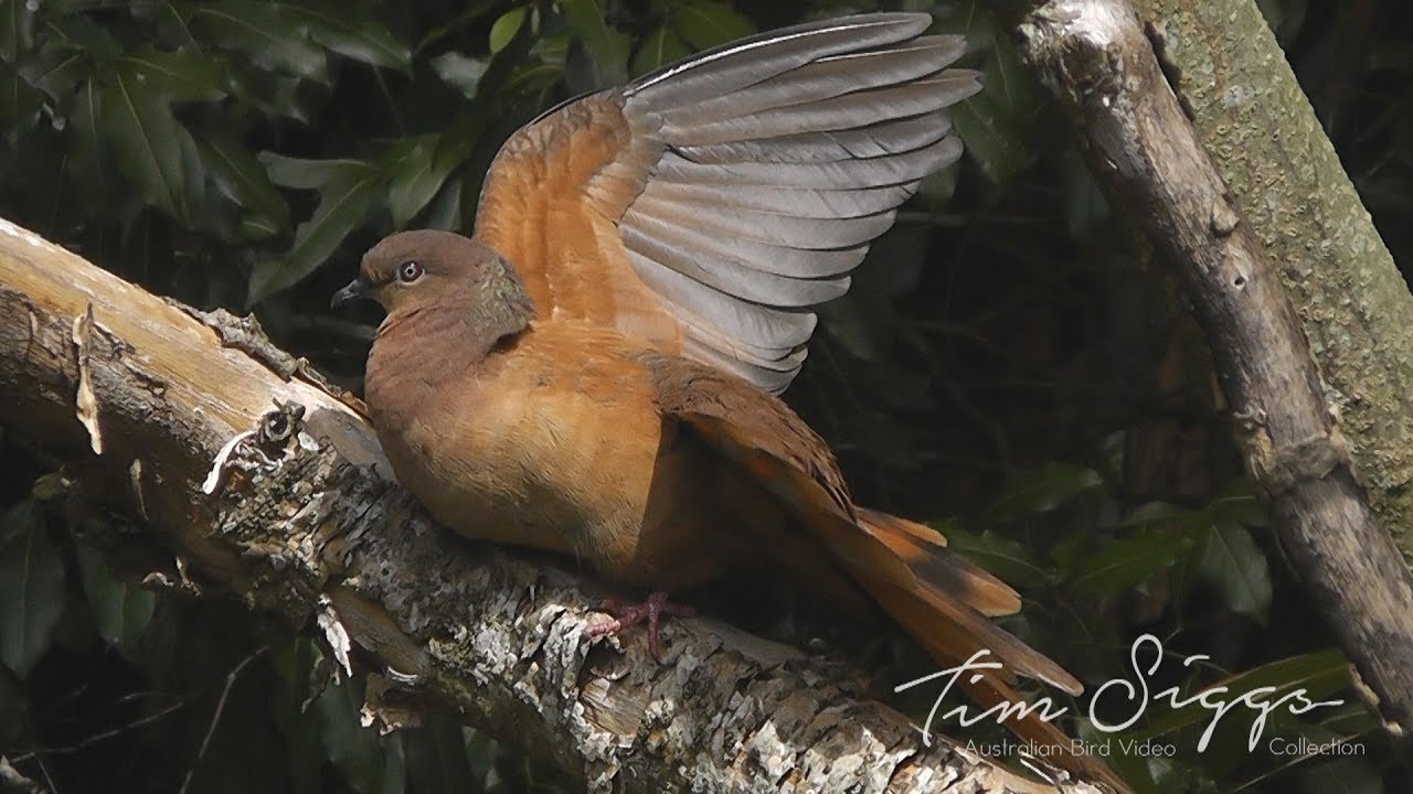 Brown Cuckoo - dove (Macropygia phasianella) HD Video Clip 1/1 Tim Siggs ABVC