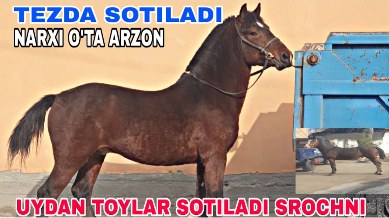 5-MART DEHQONDAN TOYLARDI  ZURI SOTILADI NARXI TELFONDA:974193000