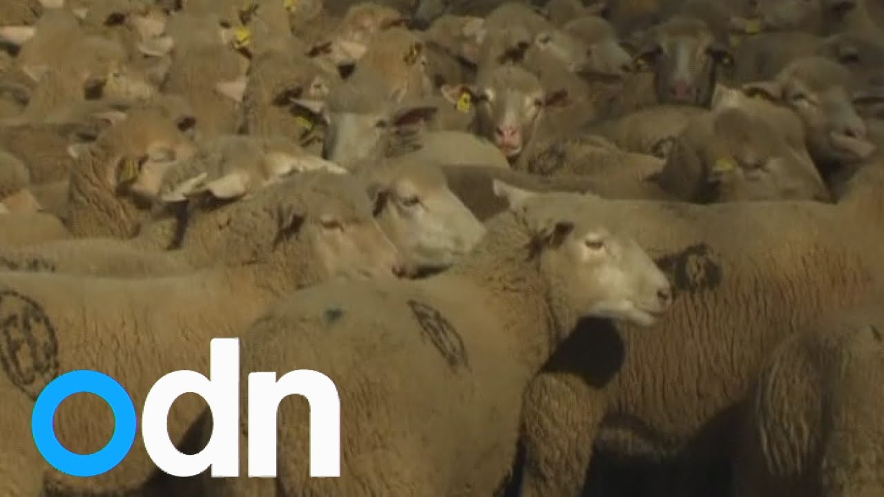 Ancient tradition: Thousands of sheep flock through Madrid