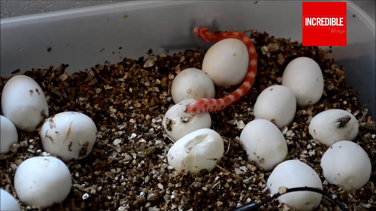Amel Corn Baby Snake Crimsicle Hatchs | Timelapse & Closeup