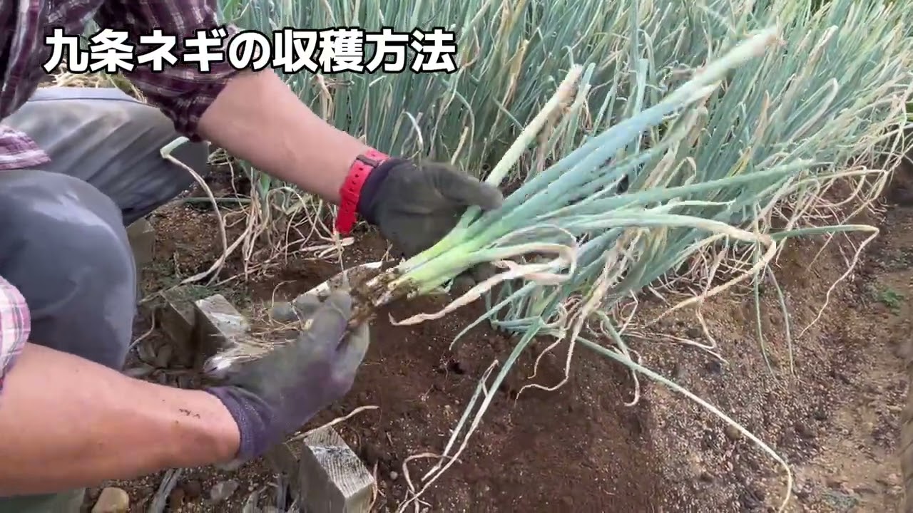 九条ネギの収穫方法