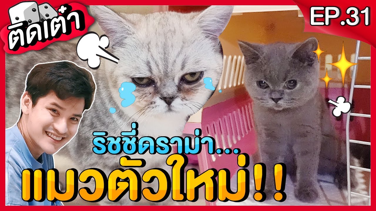 ติดเต๋า EP.31 | เปิดตัวแมวตัวใหม่ เซอร์ไพรส์ริชชี่ งานนี้มีดราม่า...