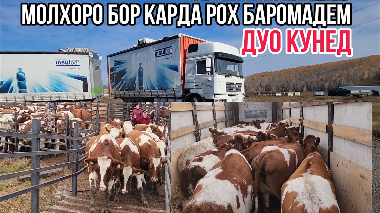Молҳоро бор карда роҳ баромадем дуо кунед 🇹🇯