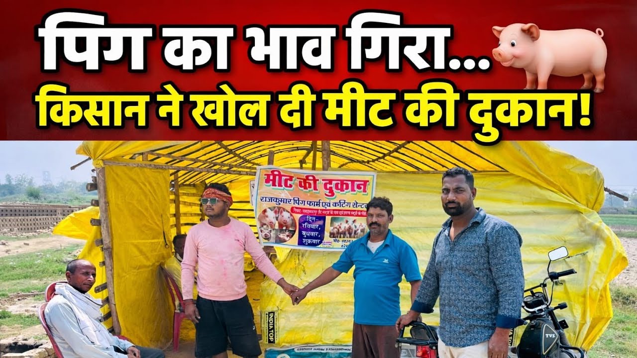 Pig Farm ke liye Cutting Kaise Karen | Pig Farming New Video | Suar Palan 