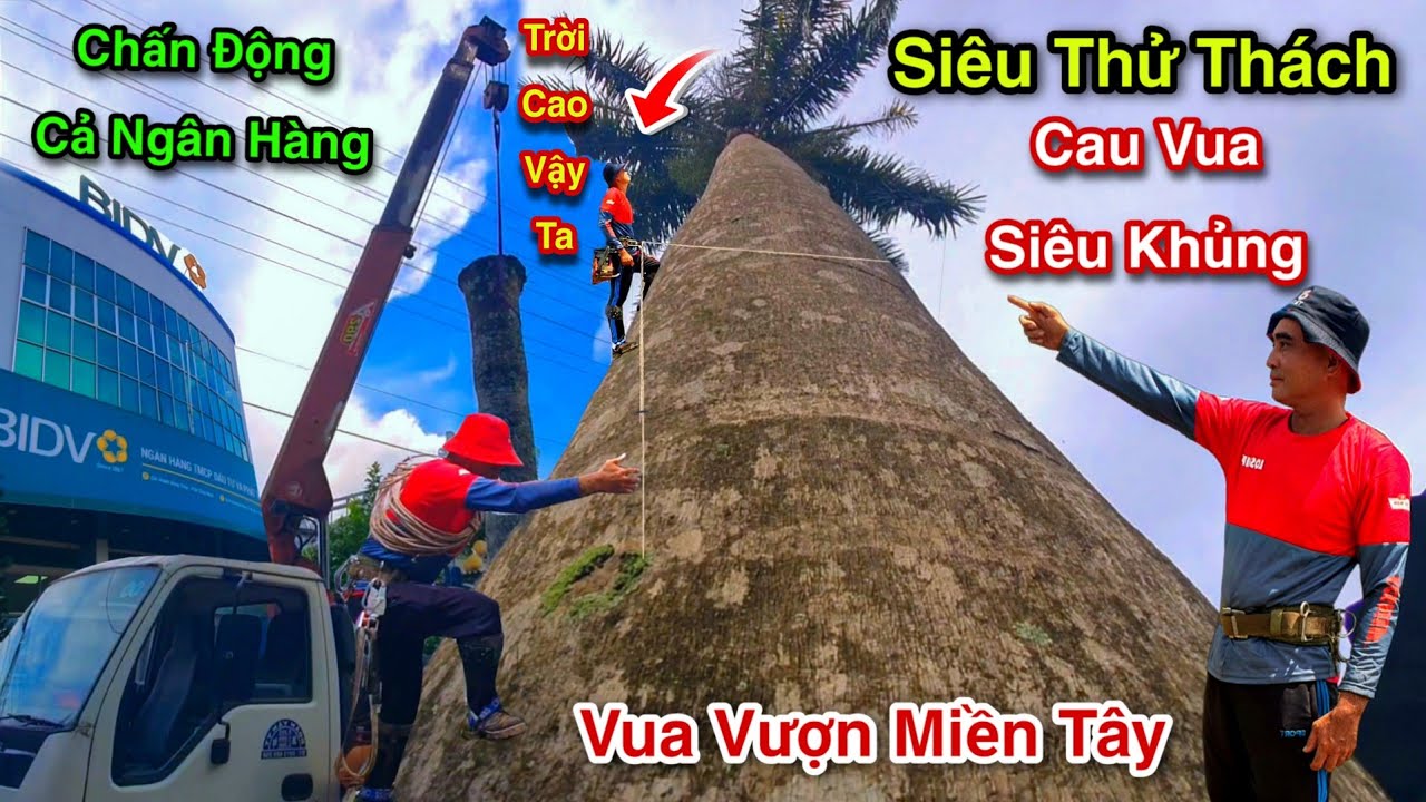 Cực Sốc Cưa Cây Cau Vua Cú Ngã Rung Rinh Nóc Nhà Ngân Hàng Rào Vua Vượn Miền Tây