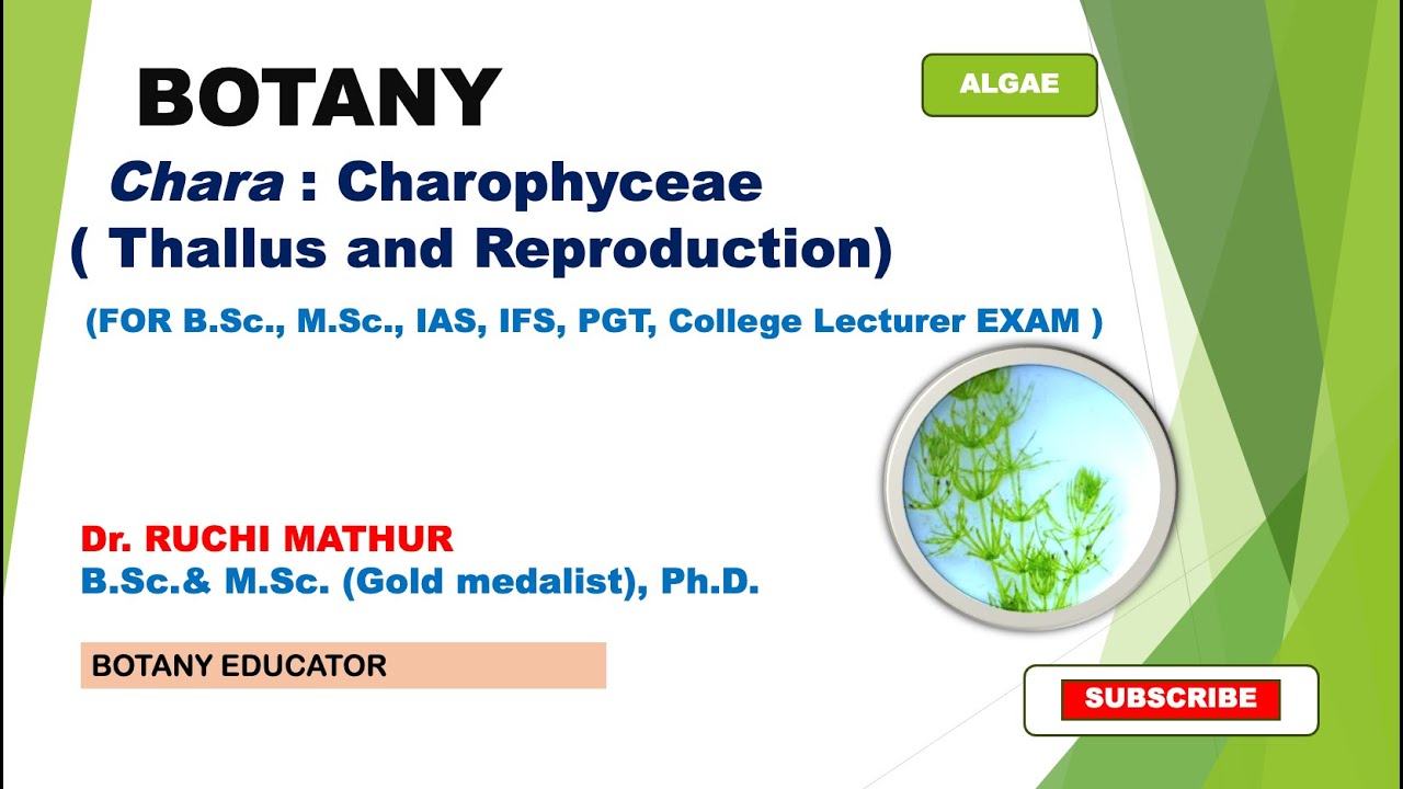 Chara: Thallus and Reproduction// B.Sc. I year, M.Sc. Botany
