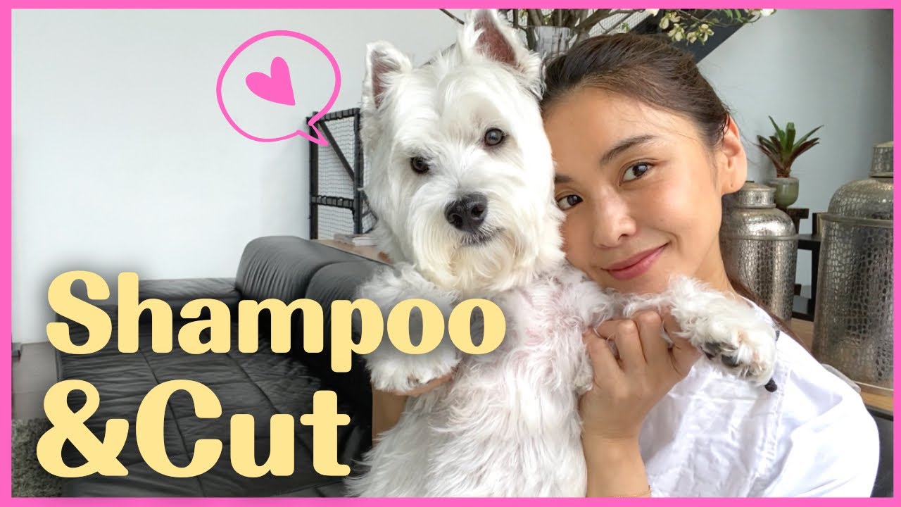 【休日VLOG】愛犬うーちゃんのシャンプー＆カットしました！