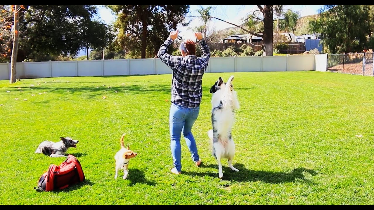 Splash and Tug's double dog routine - Canine Freestyle