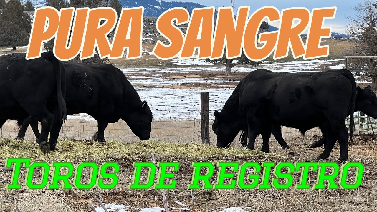 Revisando Los Toros 🐂 La Rutina Matutina