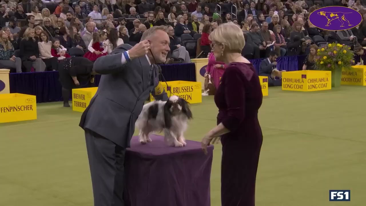 The Toy Group | Westminster Kennel Club 2026