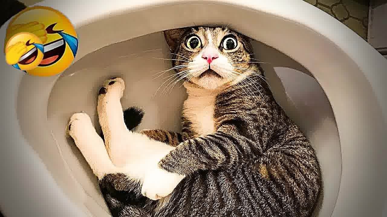 Try Not To Laugh 🍪 Funniest Cats & Dogs 😻 Funny Animals