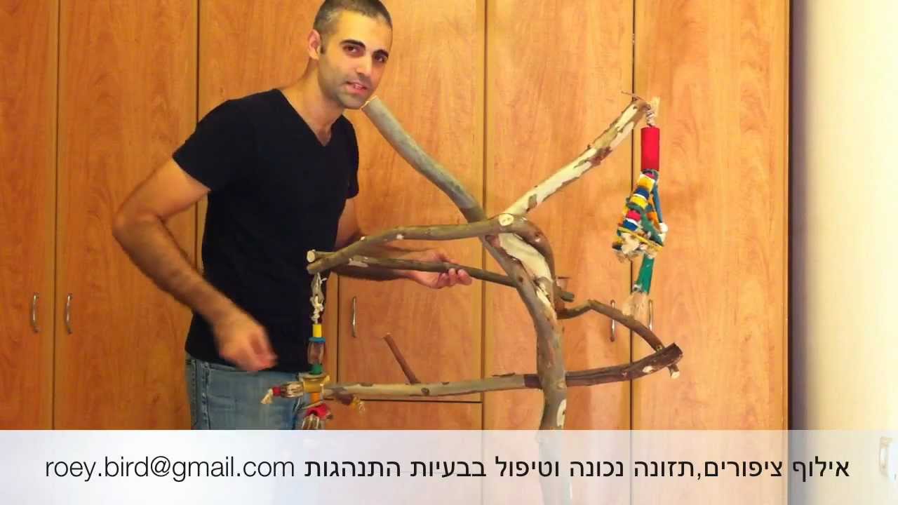 אילוף תוכים איך לבנות סטנד לתוכי