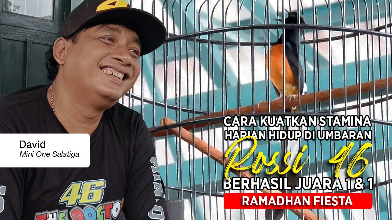 [ Murai Batu ROSSI 46 ] Juara 1 & 1 !! Rahasia Stamina Kuat, Harian Hidup di Umbaran
