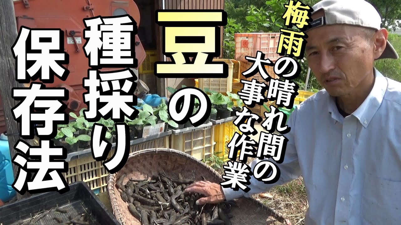 【自然農】　2022年6月19日　梅雨の晴れ間の大切な作業　豆の種採り・保存法【natural farming】