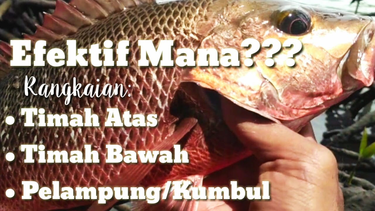 RANKAIAN PANCING PALING EFEKTIF UNTUK MJ, UJI COBA 3 RANGKAIAN PANCING